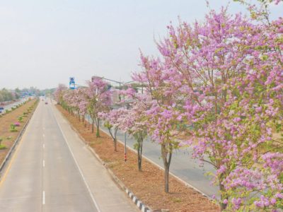 ทางหลวงเปิดพิกัดใหม่ “ถนนสายดอกตะแบก” เติมสีสันสองข้างทางบนถนนพหลโยธิน